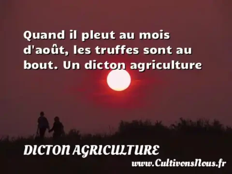 Quand il pleut au mois d août, les truffes sont au bout. Un dicton agriculture DICTON AGRICULTURE