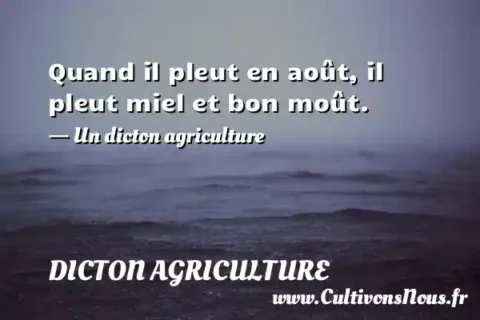 Quand il pleut en août, il pleut miel et bon moût. - Un dicton agriculture DICTON AGRICULTURE