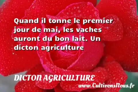 Quand il tonne le premier jour de mai, les vaches auront du bon lait. Un dicton agriculture DICTON AGRICULTURE