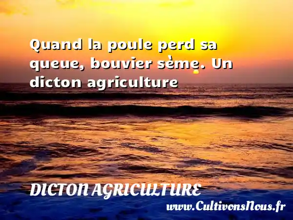 Quand la poule perd sa queue, bouvier sème. Un dicton sur l'agriculture