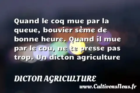 Quand le coq mue par la queue, bouvier sème de bonne heure. Quand il mue par le cou, ne te presse pas trop. Un dicton agriculture DICTON AGRICULTURE