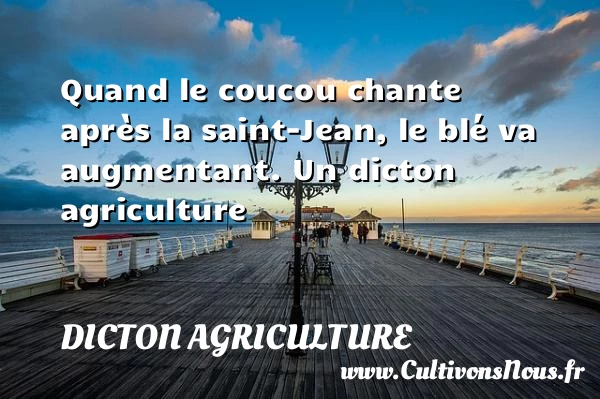 Quand le coucou chante après la saint-Jean, le blé - Dicton agriculture