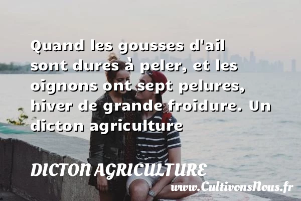 Quand les gousses d’ail sont dures à peler, et les oignons - Dicton agriculture