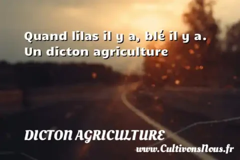 Quand lilas il y a, blé il y a. Un dicton agriculture DICTON AGRICULTURE