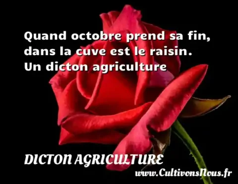 Quand octobre prend sa fin, dans la cuve est le raisin. Un dicton agriculture DICTON AGRICULTURE