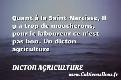 Quant à la Saint-Narcisse, Il y a trop de moucherons, pour le laboureur ce n est pas bon. Un dicton agriculture DICTON AGRICULTURE