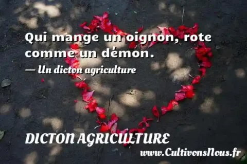 Qui mange un oignon, rote comme un démon. - Un dicton agriculture DICTON AGRICULTURE