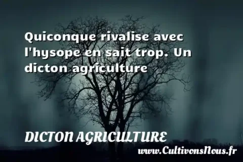 Quiconque rivalise avec l hysope en sait trop. Un dicton agriculture DICTON AGRICULTURE