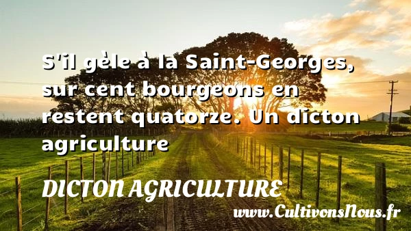 S’il gèle à la Saint-Georges, sur cent bourgeons en - Dicton agriculture