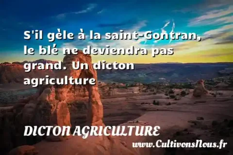 S il gèle à la saint-Gontran, le blé ne deviendra pas grand. Un dicton agriculture DICTON AGRICULTURE