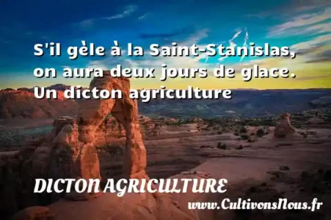 S il gèle à la Saint-Stanislas, on aura deux jours de glace. Un dicton agriculture DICTON AGRICULTURE