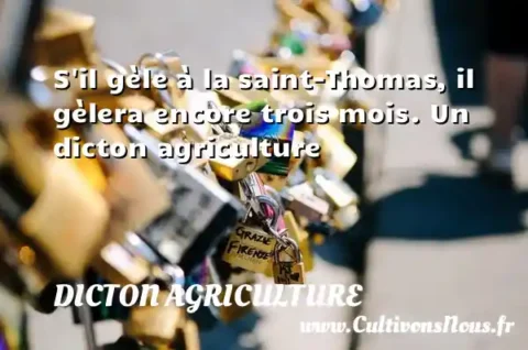 S il gèle à la saint-Thomas, il gèlera encore trois mois. Un dicton agriculture DICTON AGRICULTURE