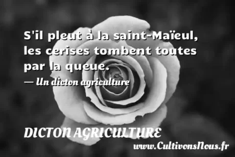 S il pleut à la saint-Maïeul, les cerises tombent toutes par la queue. - Un dicton agriculture DICTON AGRICULTURE