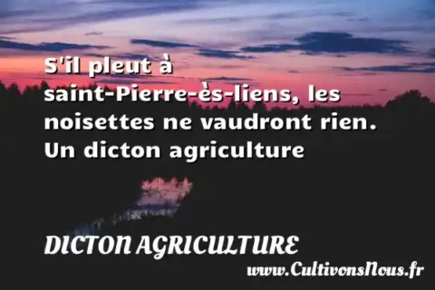 S il pleut à saint-Pierre-ès-liens, les noisettes ne vaudront rien. Un dicton agriculture DICTON AGRICULTURE