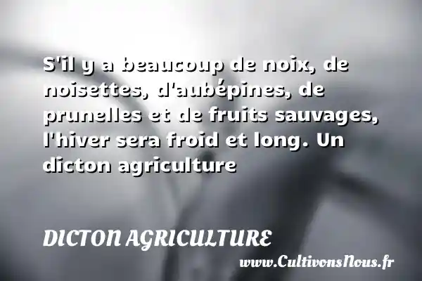 S’il y a beaucoup de noix, de noisettes, d’aubépines, de prunelles et de - Dicton agriculture