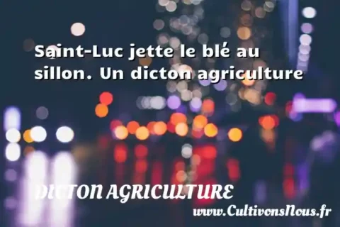 Saint-Luc jette le blé au sillon. Un dicton agriculture DICTON AGRICULTURE