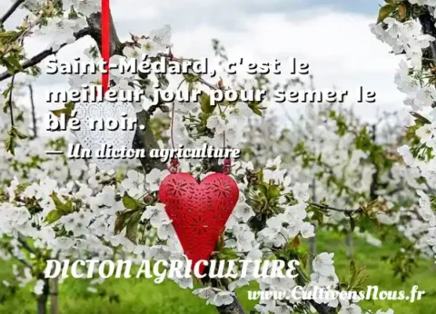 Saint-Médard, c est le meilleur jour pour semer le blé noir. - Un dicton agriculture DICTON AGRICULTURE