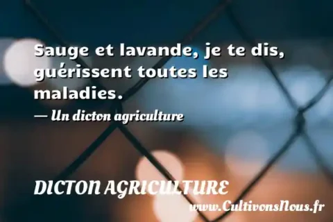 Sauge et lavande, je te dis, guérissent toutes les maladies. - Un dicton agriculture DICTON AGRICULTURE