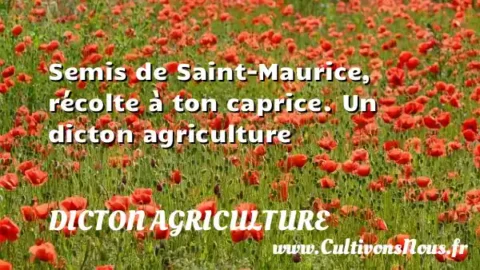 Semis de Saint-Maurice, récolte à ton caprice. Un dicton agriculture DICTON AGRICULTURE