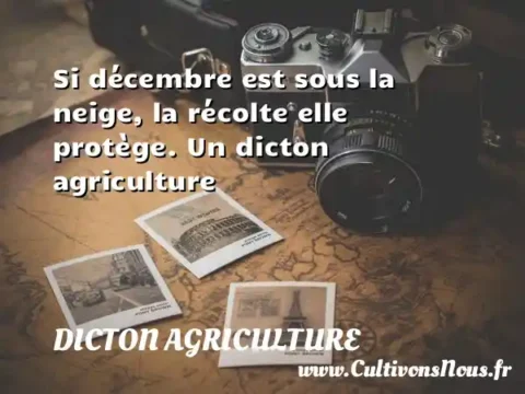 Si décembre est sous la neige, la récolte elle protège. Un dicton agriculture DICTON AGRICULTURE