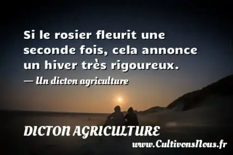 Si le rosier fleurit une seconde fois, cela annonce un hiver très rigoureux. - Un dicton agriculture DICTON AGRICULTURE