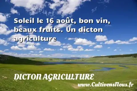 Soleil le 16 août, bon vin, beaux fruits. Un dicton agriculture DICTON AGRICULTURE