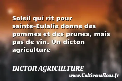 Soleil qui rit pour sainte-Eulalie donne des pommes et des prunes, mais pas de vin. Un dicton agriculture DICTON AGRICULTURE