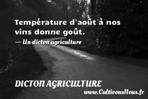 Température d août à nos vins donne goût. - Un dicton agriculture DICTON AGRICULTURE