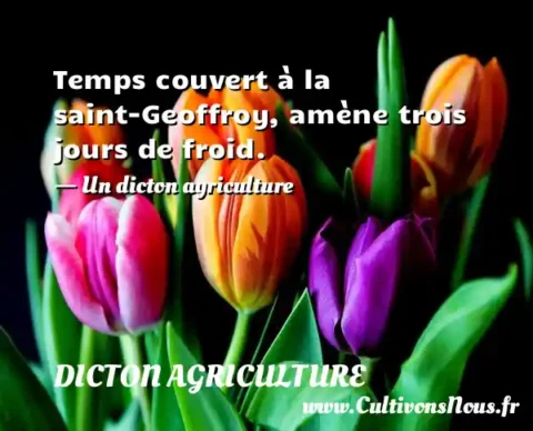 Temps couvert à la saint-Geoffroy, amène trois jours de froid. - Un dicton agriculture DICTON AGRICULTURE