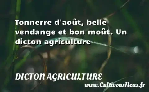 Tonnerre d août, belle vendange et bon moût. Un dicton agriculture DICTON AGRICULTURE