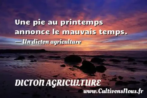 Une pie au printemps annonce le mauvais temps. - Un dicton agriculture DICTON AGRICULTURE