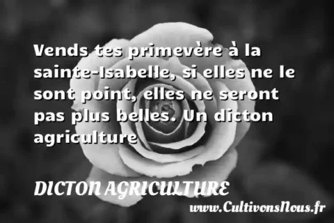 Vends tes primevère à la sainte-Isabelle, si elles ne le sont point, elles ne seront pas plus belles. Un dicton agriculture DICTON AGRICULTURE
