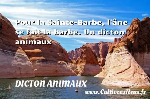 Pour la Sainte-Barbe, l âne se fait la barbe. Un dicton animaux DICTON ANIMAUX