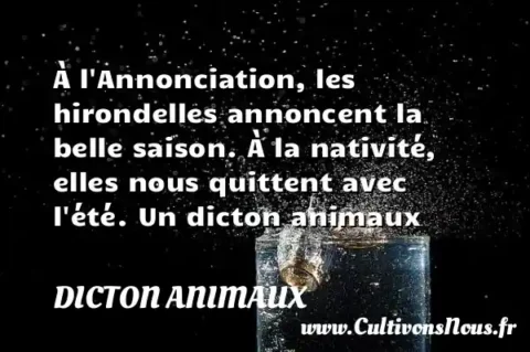 À l Annonciation, les hirondelles annoncent la belle saison. À la nativité, elles nous quittent avec l été. Un dicton animaux DICTON ANIMAUX