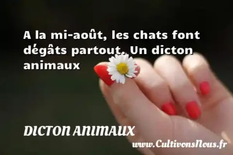A la mi-août, les chats font dégâts partout. Un dicton animaux DICTON ANIMAUX