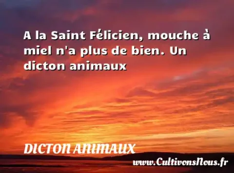 A la Saint Félicien, mouche à miel n a plus de bien. Un dicton animaux DICTON ANIMAUX