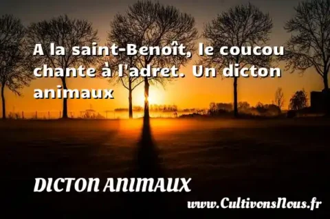 A la saint-Benoît, le coucou chante à l adret. Un dicton animaux DICTON ANIMAUX