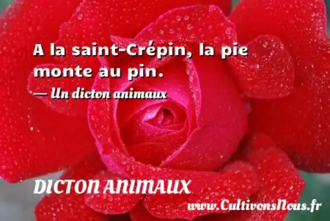 A la saint-Crépin, la pie monte au pin. - Un dicton animaux DICTON ANIMAUX