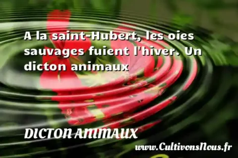 A la saint-Hubert, les oies sauvages fuient l hiver. Un dicton animaux DICTON ANIMAUX