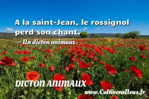 A la saint-Jean, le rossignol perd son chant. - Un dicton animaux DICTON ANIMAUX