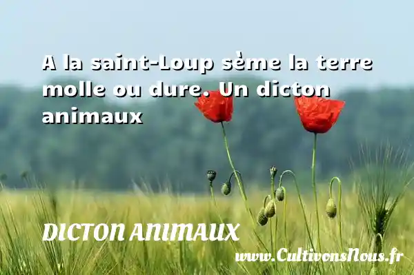 A la saint-Loup sème la terre molle ou dure. Un dicton animaux DICTON ANIMAUX