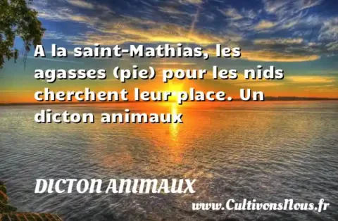 A la saint-Mathias, les agasses (pie) pour les nids cherchent leur place. Un dicton animaux DICTON ANIMAUX
