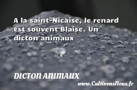 A la saint-Nicaise, le renard est souvent Blaise. Un dicton animaux DICTON ANIMAUX
