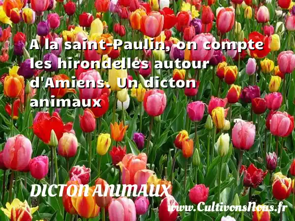 A la saint-Paulin, on compte les hirondelles autour d Amiens. Un dicton animaux DICTON ANIMAUX