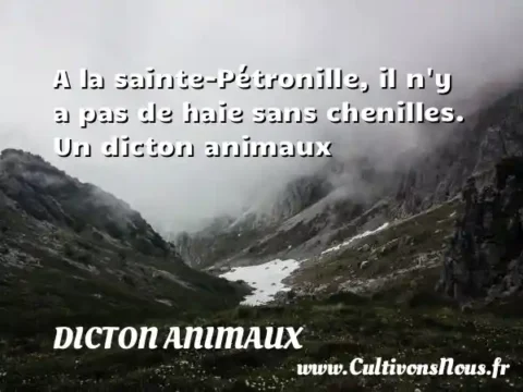 A la sainte-Pétronille, il n y a pas de haie sans chenilles. Un dicton animaux DICTON ANIMAUX