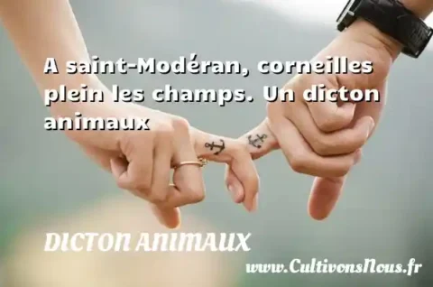 A saint-Modéran, corneilles plein les champs. Un dicton animaux DICTON ANIMAUX