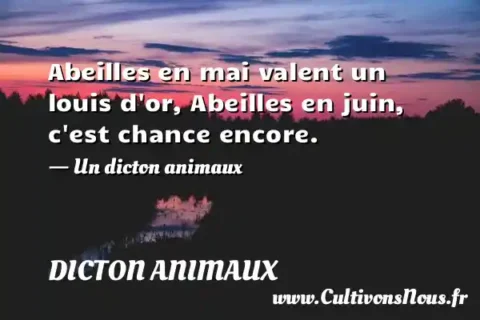 Abeilles en mai valent un louis d or, Abeilles en juin, c est chance encore. - Un dicton animaux DICTON ANIMAUX