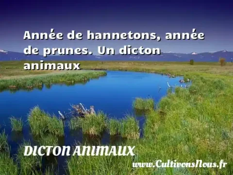 Année de hannetons, année de prunes. Un dicton animaux DICTON ANIMAUX
