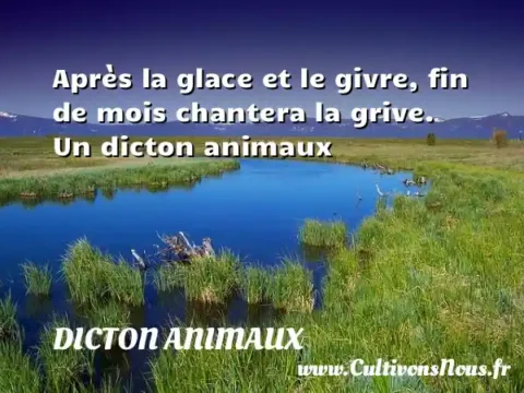 Après la glace et le givre, fin de mois chantera la grive. Un dicton animaux DICTON ANIMAUX