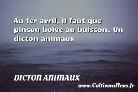 Au 1er avril, il faut que pinson boive au buisson. Un dicton animaux DICTON ANIMAUX